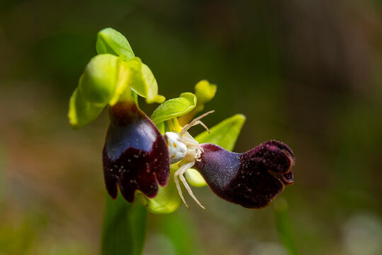 Close-up of Ophrys atlantica bee orchid with spider