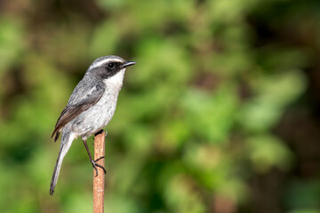 Fototapeta premium A Grey Bushchat on top of a stick in Thailand, Asia.