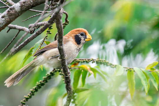 A Spot-breasted Parrotbill on a twig in Thailand, Asia.
