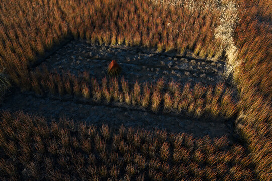 Contrast between harvested and unharvested wicker fields