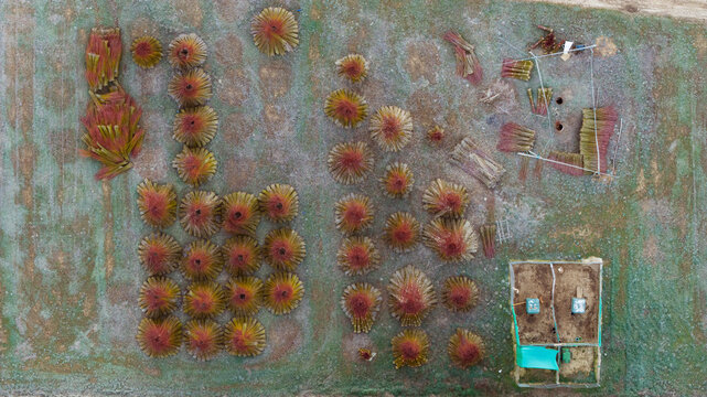 Aerial view of bundled wicker harvest in Cuenca fields