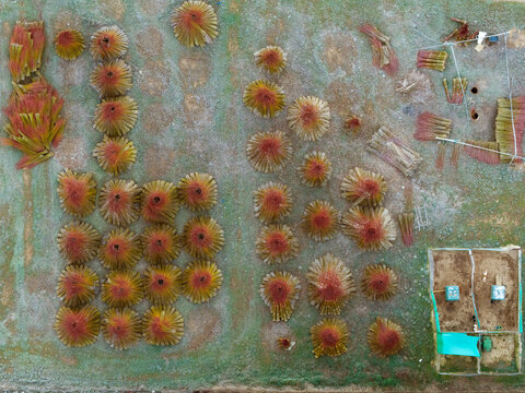 Aerial view of bundled wicker harvest in Cuenca fields