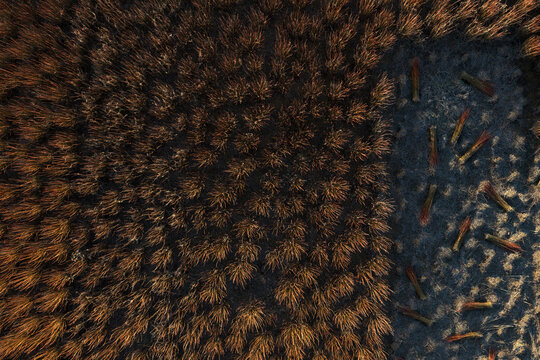 Aerial top view of wicker bundles and field contrast