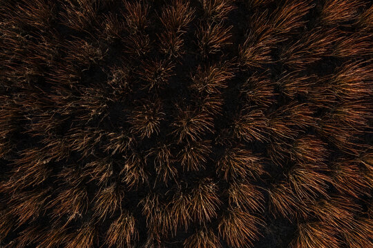 Abstract aerial pattern of dense wicker plantation in Cuenca