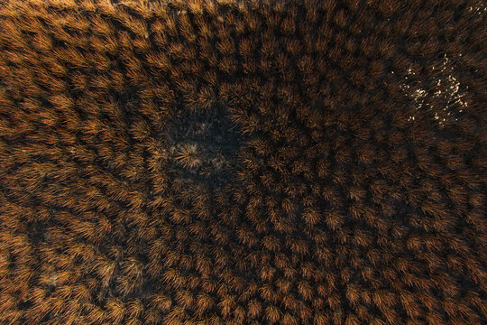 Abstract aerial pattern of dense wicker plantation in Cuenca