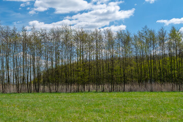Obraz premium Green meadow with a line of young spring trees under a blue sky with clouds. Peaceful countryside landscape capturing fresh growth and a calm natural environment