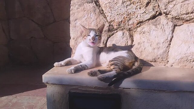 A beautiful tabby cat lying comfortably on a stone wall, enjoying the warm sun.