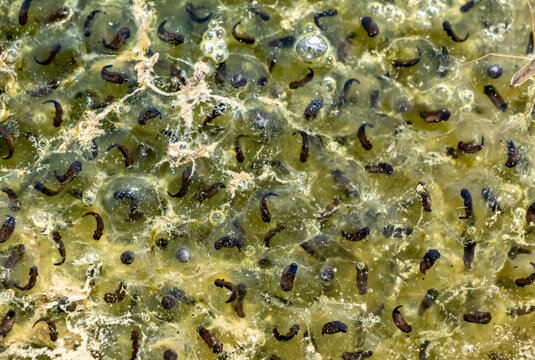 Macro close-up of frog spawn with developing tadpoles inside gelatinous eggs. Detailed view of amphibian reproduction and early life stages in a freshwater pond ecosystem