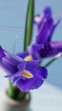 Vertical video: Magenta arc appearing, sweeping frame, showing iris blossom, revealing vase, stems