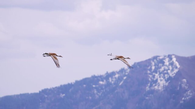 Sandhill Cranes flying through the sky in front of snow capped mountains in Utah.