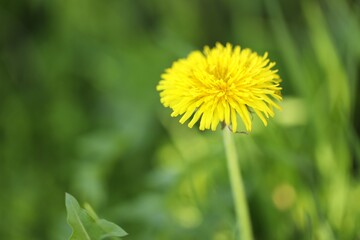 Obraz premium Beautiful dandelion flower growing outdoors, closeup. Space for text