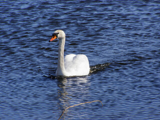 Obraz premium A white swan swimming on blue water with gentle ripples, its feathers covered in small water droplets.