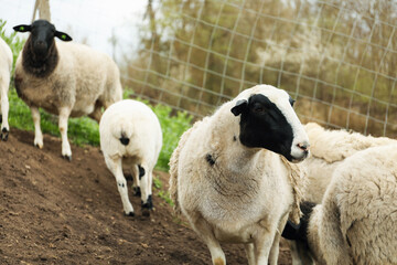 Many beautiful sheep grazing outdoors. Farm animals © New Africa