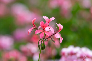 Obraz premium Pink pelargonium flowers in bloom