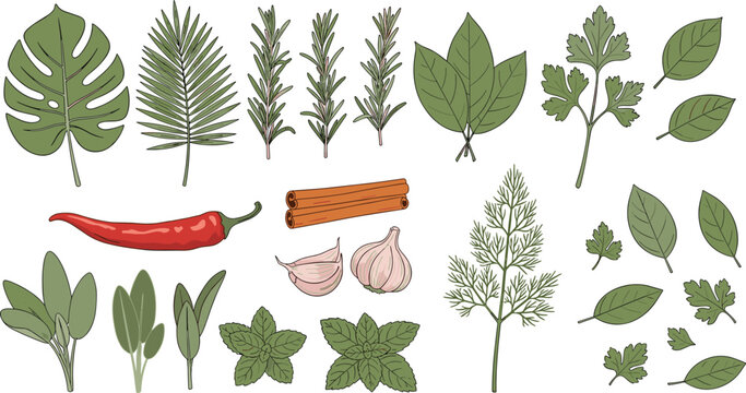 Culinary Herbs and Spices Vector Set with Chili Pepper, Garlic, Rosemary, Basil, and Mint Leaves for Cooking, Kitchen Decor, and Organic Food Packaging Design