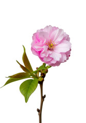 Fototapeta premium A delicate pink flower with green leaves isolated on transparent background isolated on transparent background