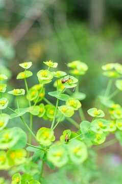Small insect on green plant macro, nature background with shallow depth of field