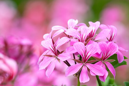 Pink pelargonium flowers in bloom