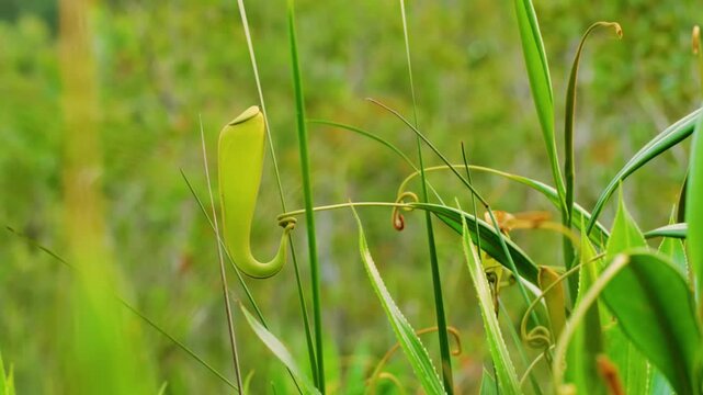 Wild carnivorous plants closeup, exotic rainforest wildlife in jungle. 