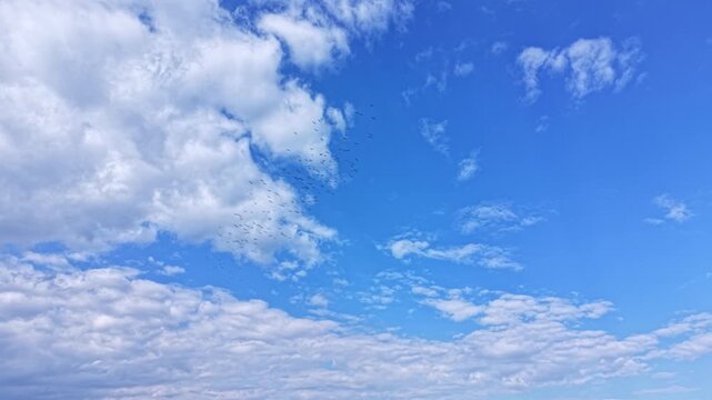 A flock of white storks is flying high in the blue sky. The birds move gracefully among the clouds on a clear day. The scene shows the storks in their natural habitat.