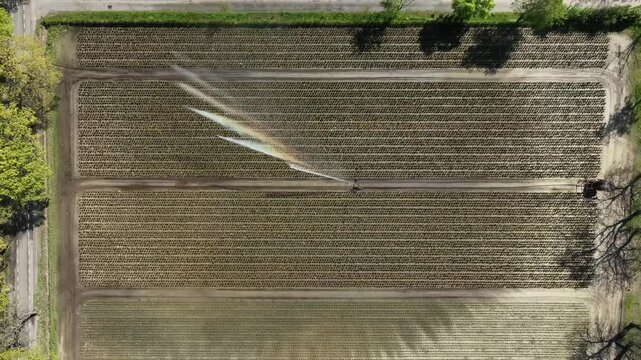aerial footage of a sprinkler system creating a nice rainbow at a tree nursery