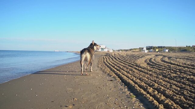 Close-up of a mongrel dog running on a sandy beach near a sea or ocean. High quality FullHD footage