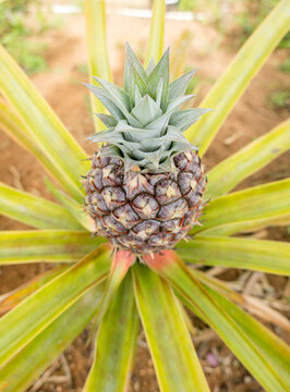 Young pineapple fruit growing on plant in tropical farm