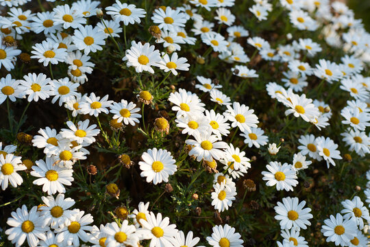 White daisy flowers in a sunlit meadow, natural background