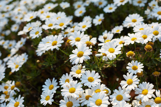 Meadow of white daisies with a soft bokeh background.