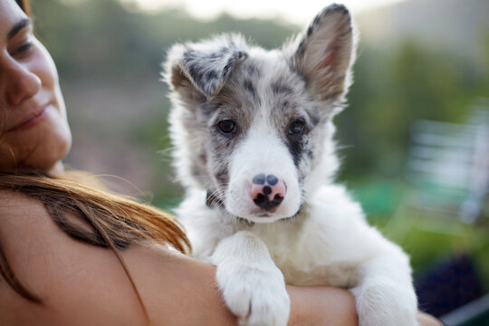 Border collie puppy cuddled in arms outdoors, close up
