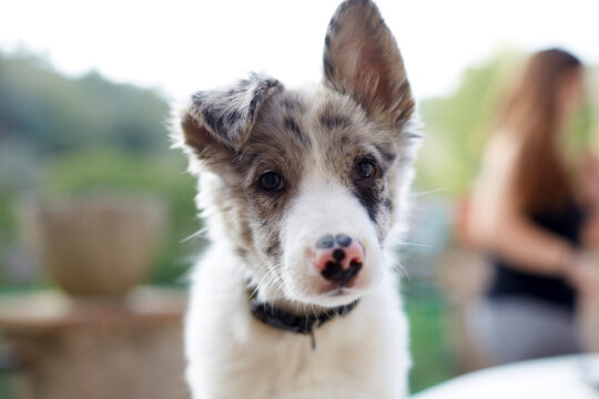 Border collie puppy portrait in garden with soft background