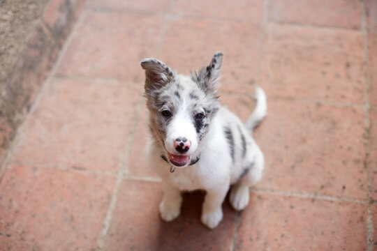 Border collie puppy sitting on tile floor at home