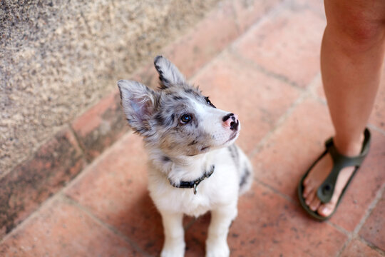 Border collie puppy looking up beside owner on patio