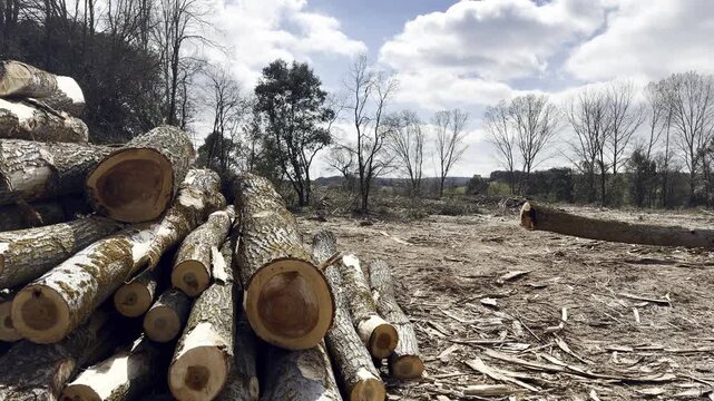 Logs on ground in deforested area with clear sky