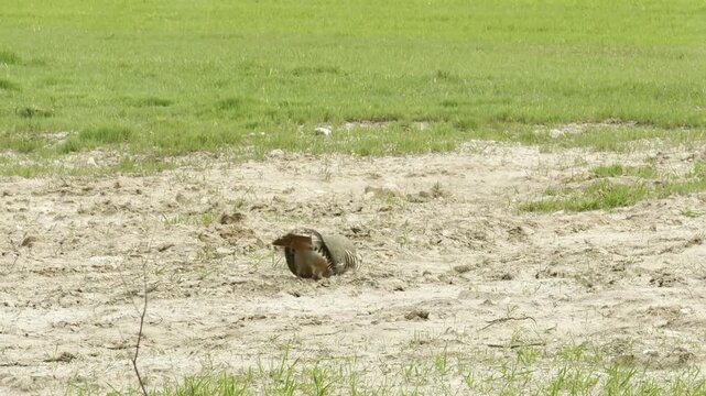Wild partridge pair on spring field with green grass
