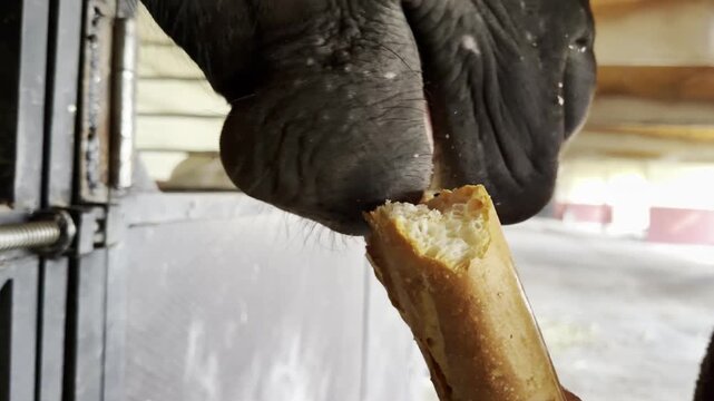 Horse nibbling on a bread stick in a stable setting