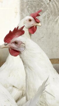 White chicken portrait pair with red comb in poultry farm