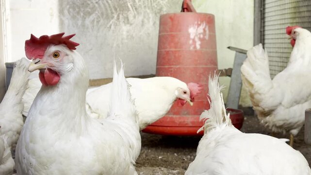 White hens in A poultry coop with feeders and bedding