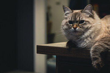 Cat calmly resting on the kitchen desk © Enjoy_Travel