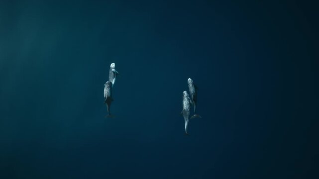 Aerial view of cetacean pod in deep Maldives sea