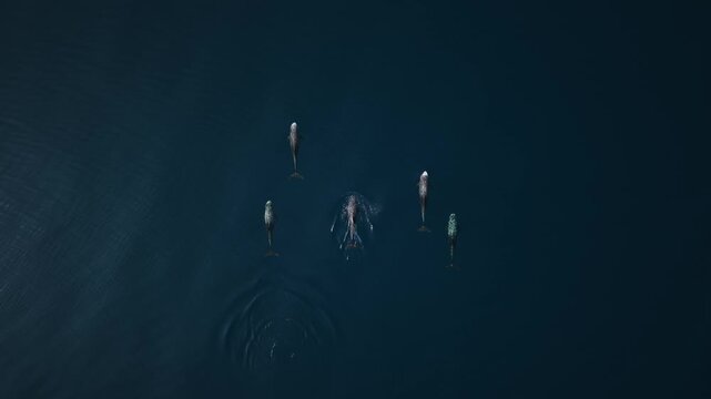 Aerial view of cetacean pod in deep Maldives sea