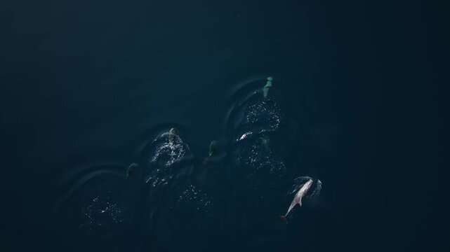 Aerial view of cetacean pod in deep Maldives sea