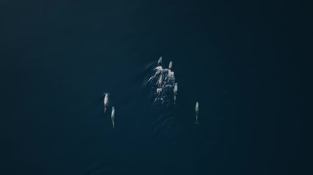 Aerial view of cetacean pod in deep Maldives sea