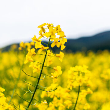 Rapeseed flowers field with copy space, sustainable agriculture and renewable energy concept