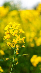 Obraz premium Rapeseed flower in bloom, sustainable agriculture and renewable energy concept, spring nature background