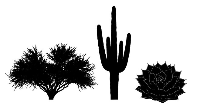 Silhouettes of desert plants including a saguaro cactus and an agave on a white background.