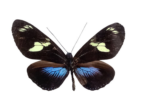 Black Butterfly Heliconius doris on white background with spread wings isolated on transparent background with clipping path. Collection insects.