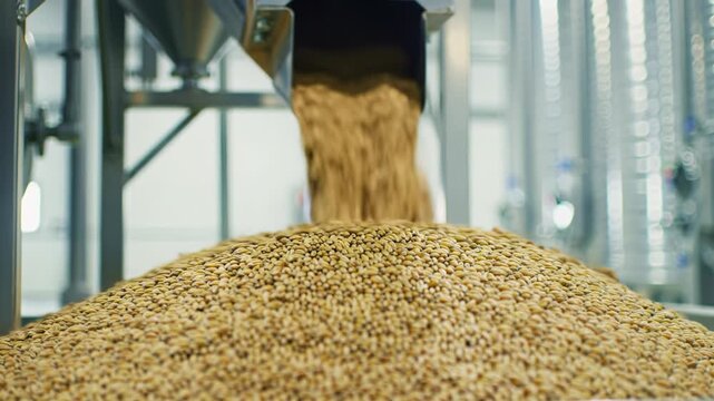 Continuous flow of golden-brown wheat or barley grains cascading into a substantial mound within a pristine, modern agricultural storage facility with gleaming steel structures, enhancing abundance