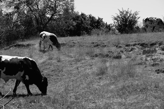 Two cows grazing on Texas farm hillside during summer season in black and white.