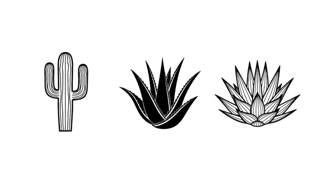 Three stylized desert plants including a cactus and agave varieties on a white background.